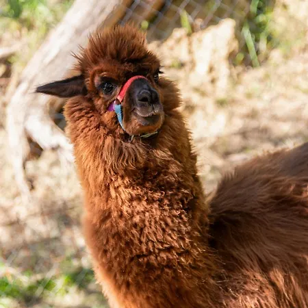 Yuta With Pool- Alpaca